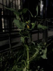 Sonchus