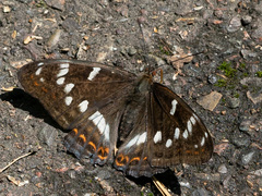 Limenitis populi