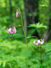 Lilium martagon pilosiusculum