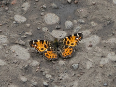 Araschnia levana