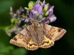Euclidia glyphica