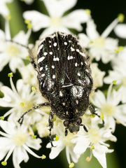 Oxythyrea funesta