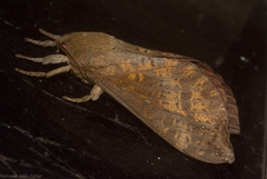 Oxycanus beltista
