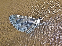 Stamnodes tessellata