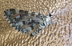 Stamnodes tessellata