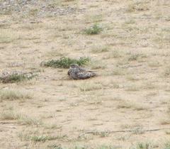 Chordeiles acutipennis