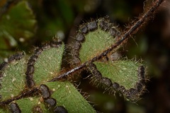 Adiantum malesianum