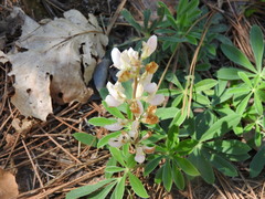 Lupinus albicaulis