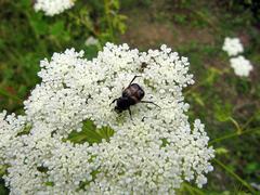 Lasiotrichius succinctus