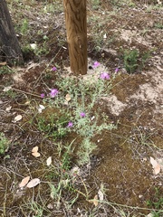 Centaurea tommasinii