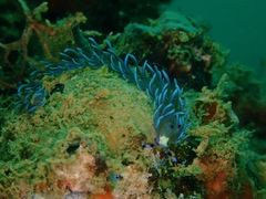 Pteraeolidia semperi