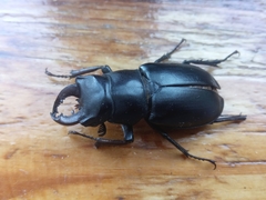 Lucanus ibericus