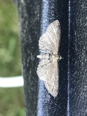 Eupithecia vulgata