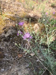 Centaurea tommasinii