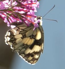 Melanargia galathea
