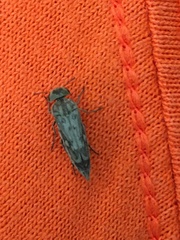 Yakuhananomia bidentata