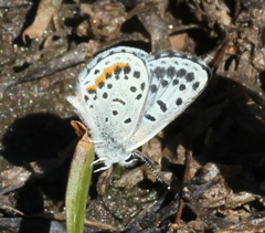 Euphilotes battoides