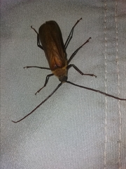 Erioderus