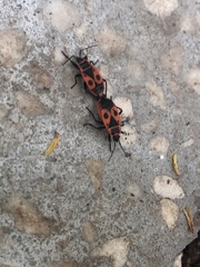 Pyrrhocoris apterus