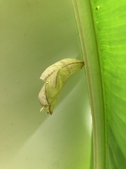 Opsiphanes tamarindi