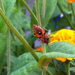 Spilostethus pandurus