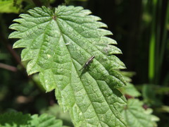 Heterotoma