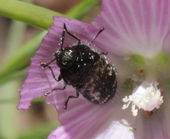 Acmaeodera