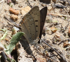 Tharsalea xanthoides