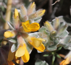 Acmispon argophyllus argophyllus