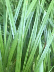 Carex frankii