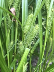 Carex frankii