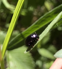 Chrysolina varians
