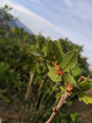 Xanthoteras eburneum