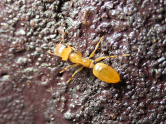 Gesomyrmex howardi