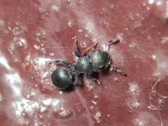 Cataulacus granulatus