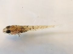 Cottus perplexus
