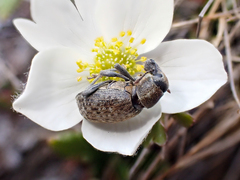 Trichalophus alternatus