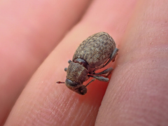 Trichalophus alternatus
