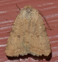 Caradrina meralis