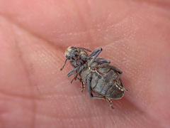 Trichalophus alternatus