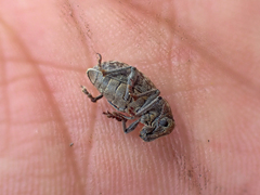 Trichalophus alternatus