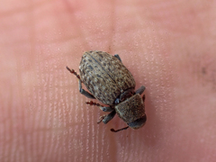 Trichalophus alternatus