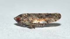 Paraphlepsius tennessus