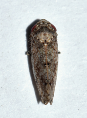 Paraphlepsius tennessus