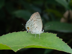 Sinthusa chandrana