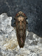 Paraphlepsius tennessus