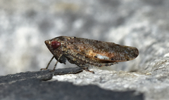 Paraphlepsius tennessus