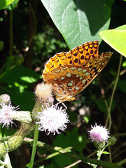 Speyeria cybele