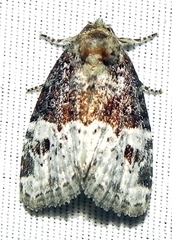 Neoligia crytora