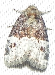 Neoligia crytora